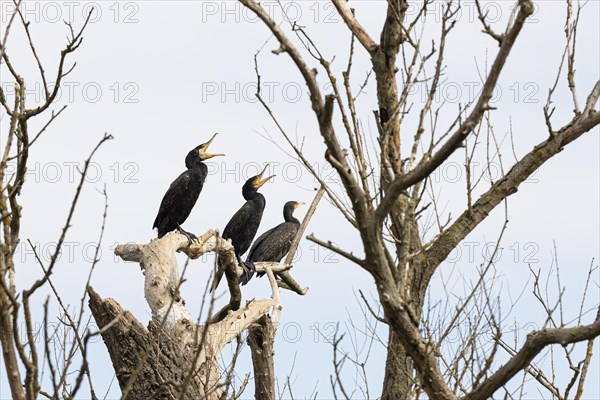 Great cormorant