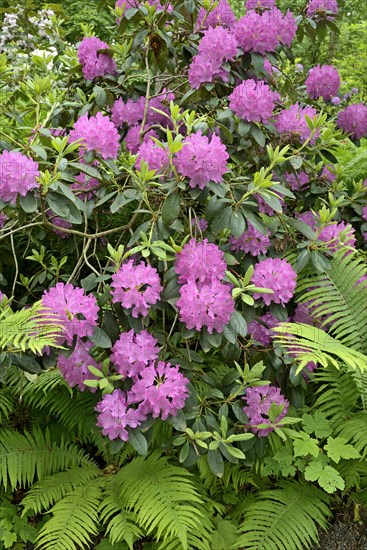 Rhododendron Park Bad Sassendorf