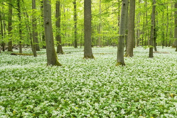 Blooming wild garlic