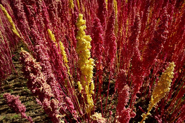 Panicles of ripe quinoa