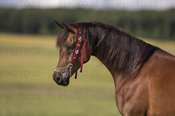 Thoroughbred Arabian mare with traditional halter in portrait