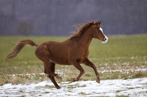 Thoroughbred Arabian stallion galloping over the snow in winter on the pasture