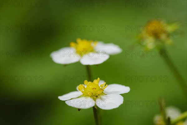 Woodland strawberry