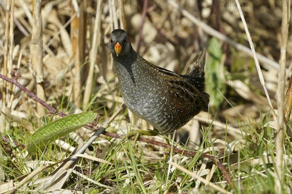 Water Rail