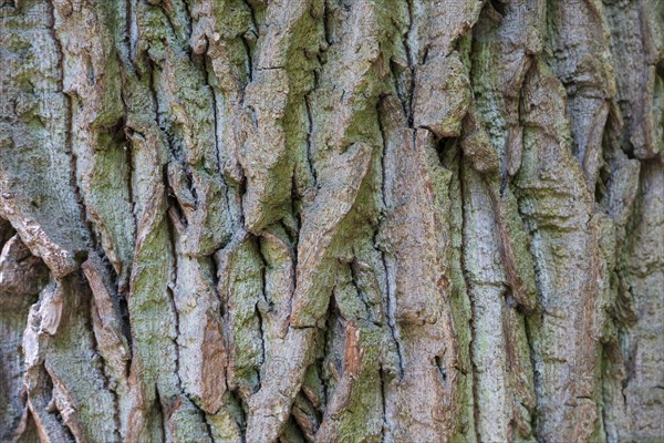 Structure of the bark of an oak
