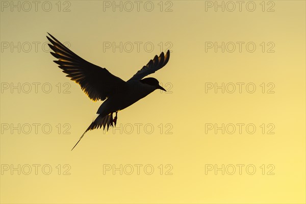 Silhouette of a Arctic tern