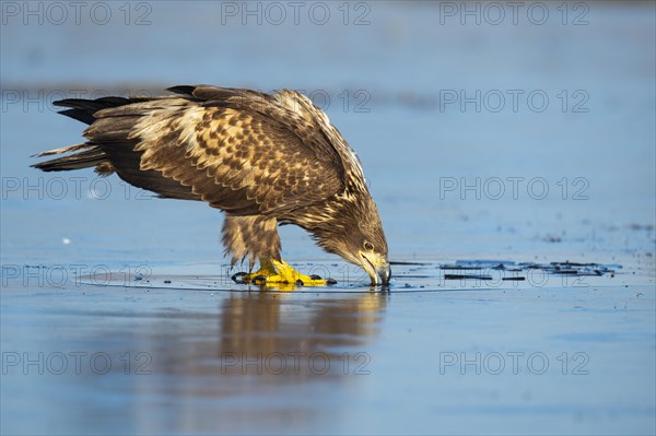 Young white-tailed eagle