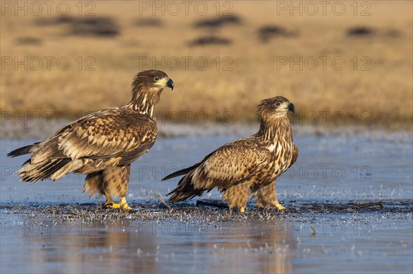 Two young white-tailed eagles