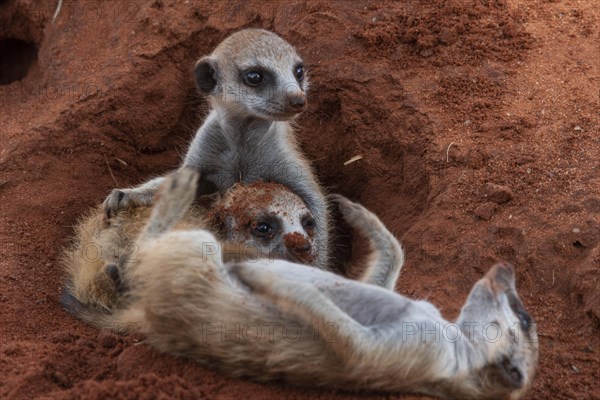 Meerkats