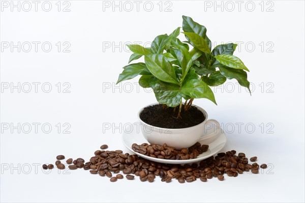 Coffee plant in cup and roasted coffee beans
