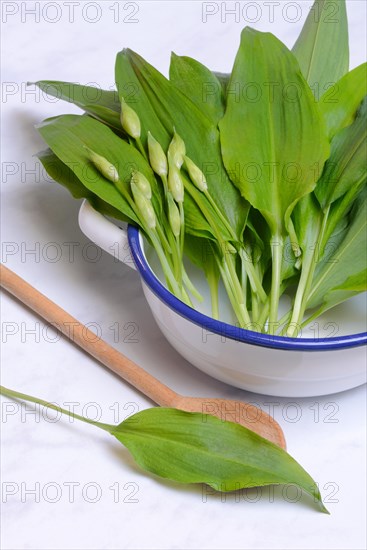 Wild garlic