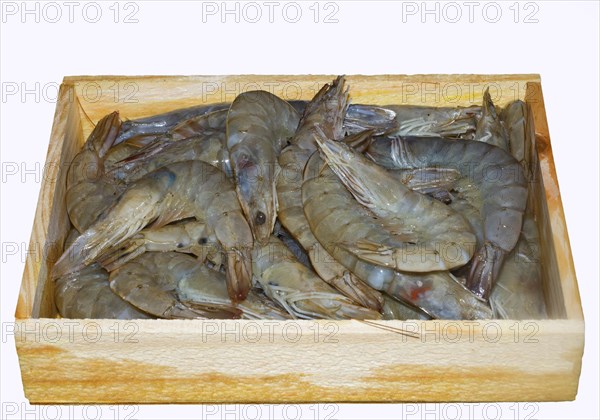 White tiger prawns