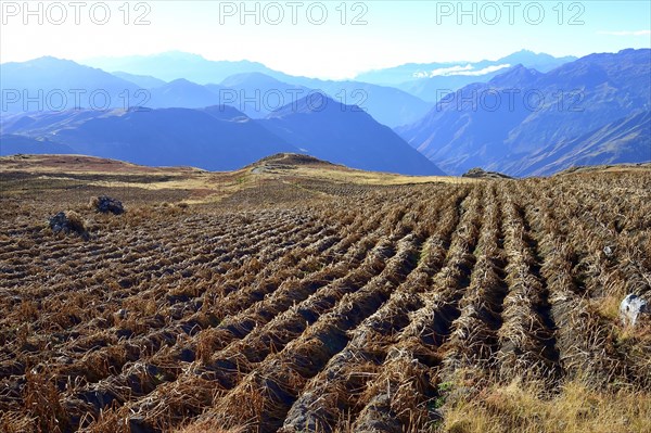 Harvested field of quinoa