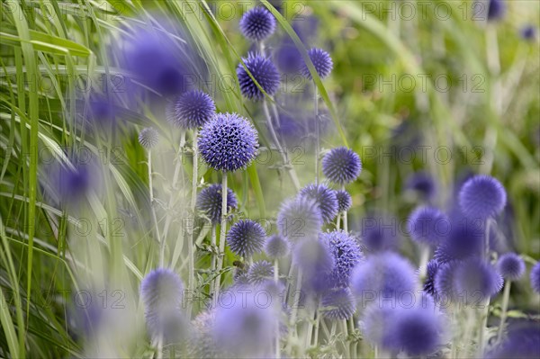 Globe thistle