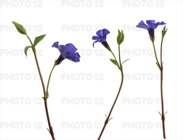 Flowers of small periwinkle