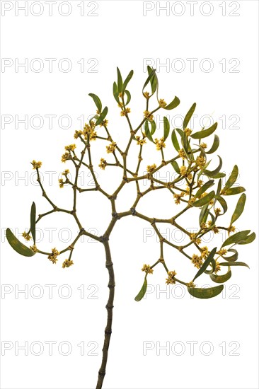 White berried mistletoe