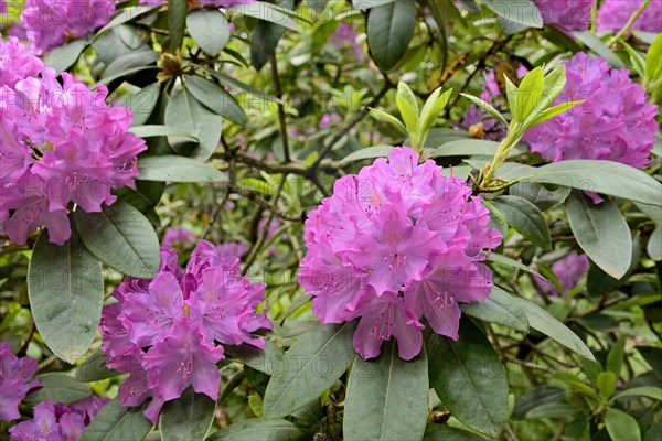 Rhododendron Park Bad Sassendorf