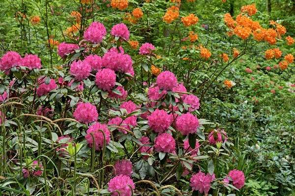 Rhododendron Park Bad Sassendorf