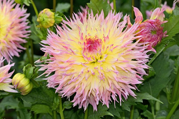 Deer antler dahlia