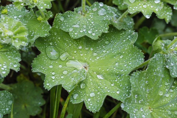 Water drops on leaves