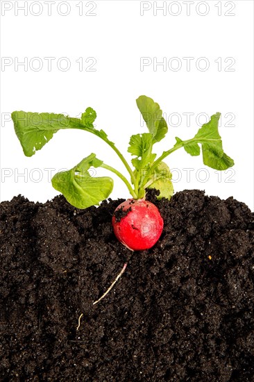 A radish is stuck in the ground