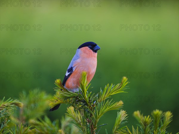 Eurasian bullfinch