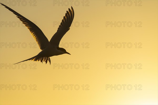 Silhouette of a Arctic tern