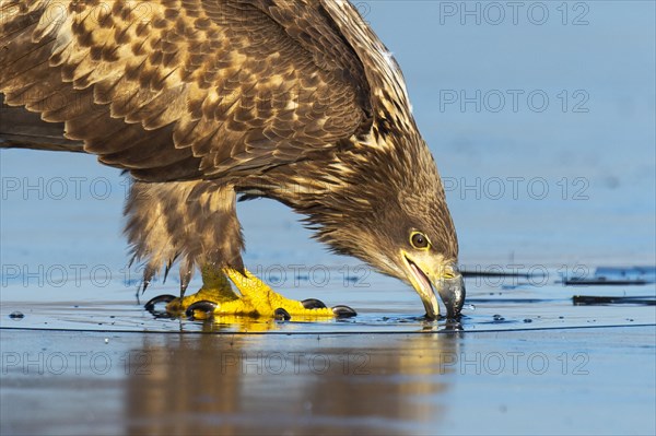 Young white-tailed eagle