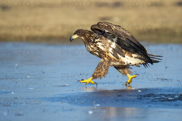 Young white-tailed eagle