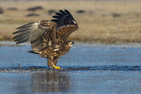 Young white-tailed eagle