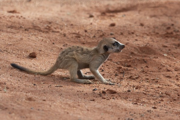 Meerkats