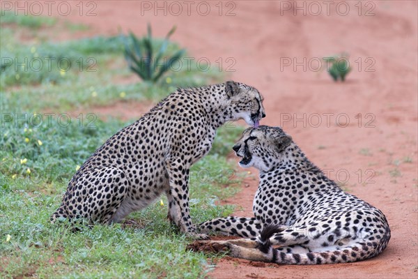 Two cheetahs