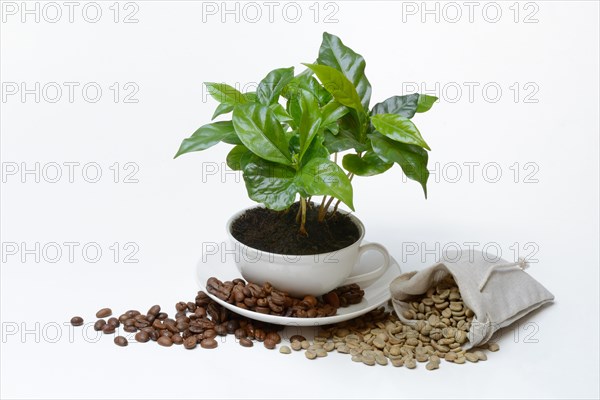 Coffee plant in cup and roasted and green coffee beans