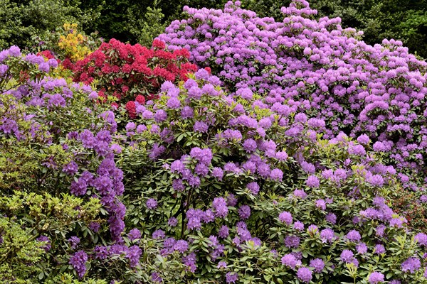 Rhododendron Park Bad Sassendorf