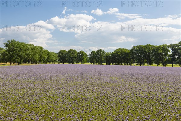 Field with bee friend