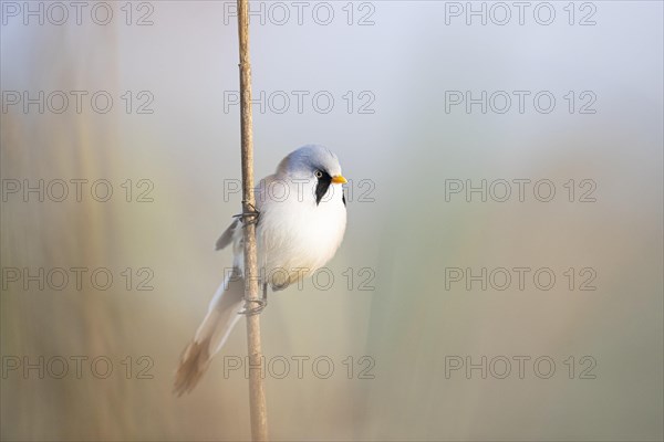 Bearded reedling