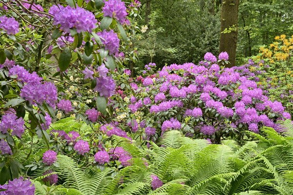 Rhododendron Park Bad Sassendorf