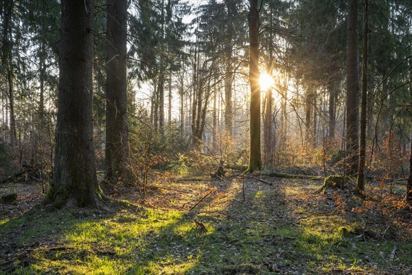 Spruce forest