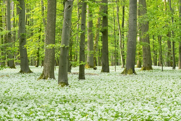 Blooming wild garlic