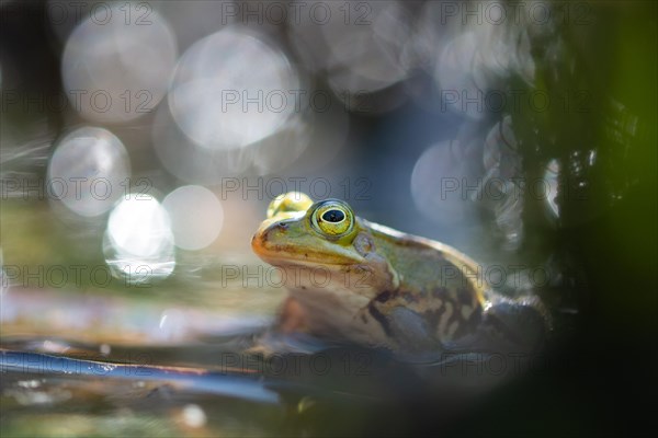 Pool frog