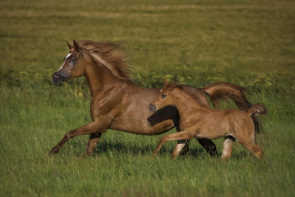 Arabian foal galloping together with the mother mare in spring on the meadow