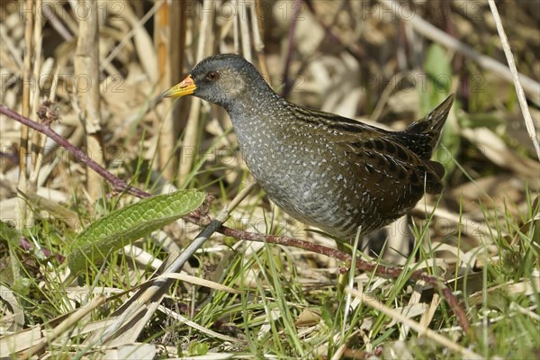 Water Rail