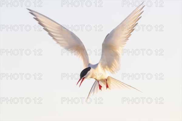 Arctic tern