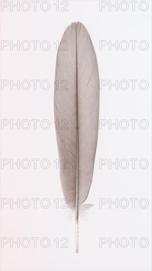 Feather of a greylag goose