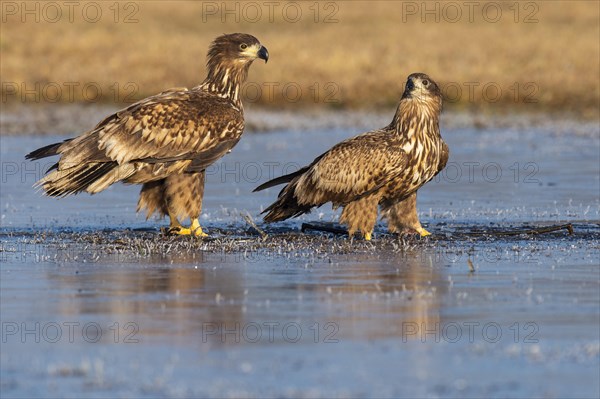 Two young white-tailed eagles