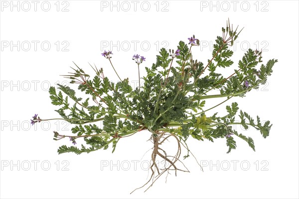 Redstem filaree