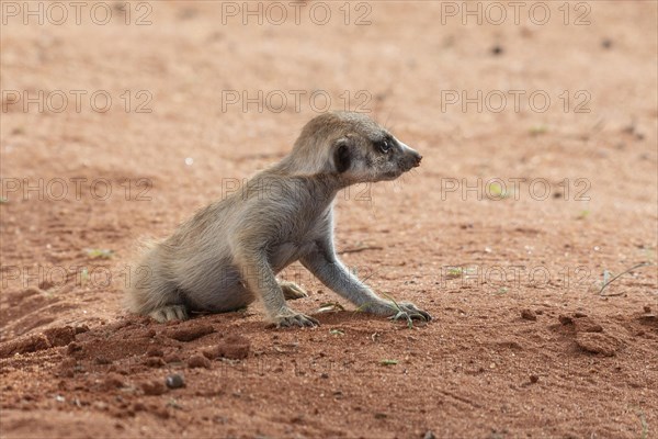 Meerkats