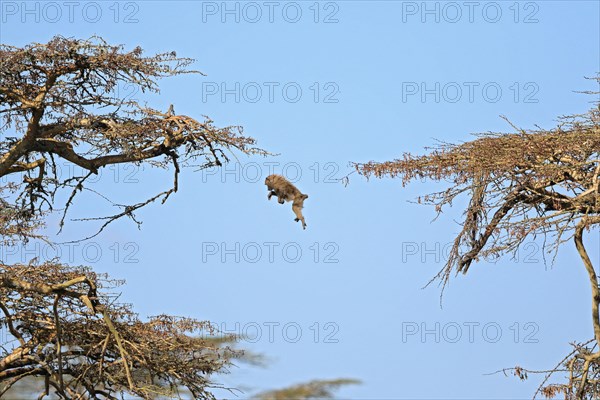 Olive baboon