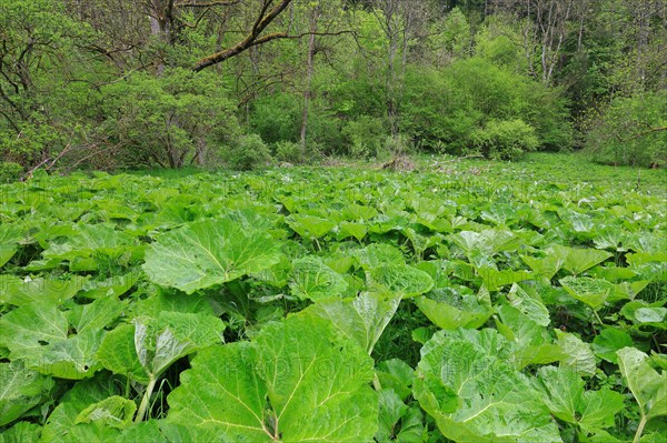 Common butterbur