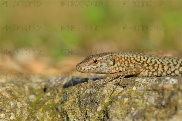 Wall lizard